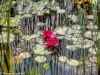 P1160548_50_52_Detailed