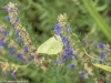 P1160597