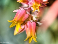 20111015-p1020108_09_10_tonemapped