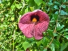 P1170439_41_43_Enhancer-2