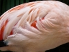 Sunken Garden Flamingo