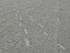 Footsteps on St. Pete Beach