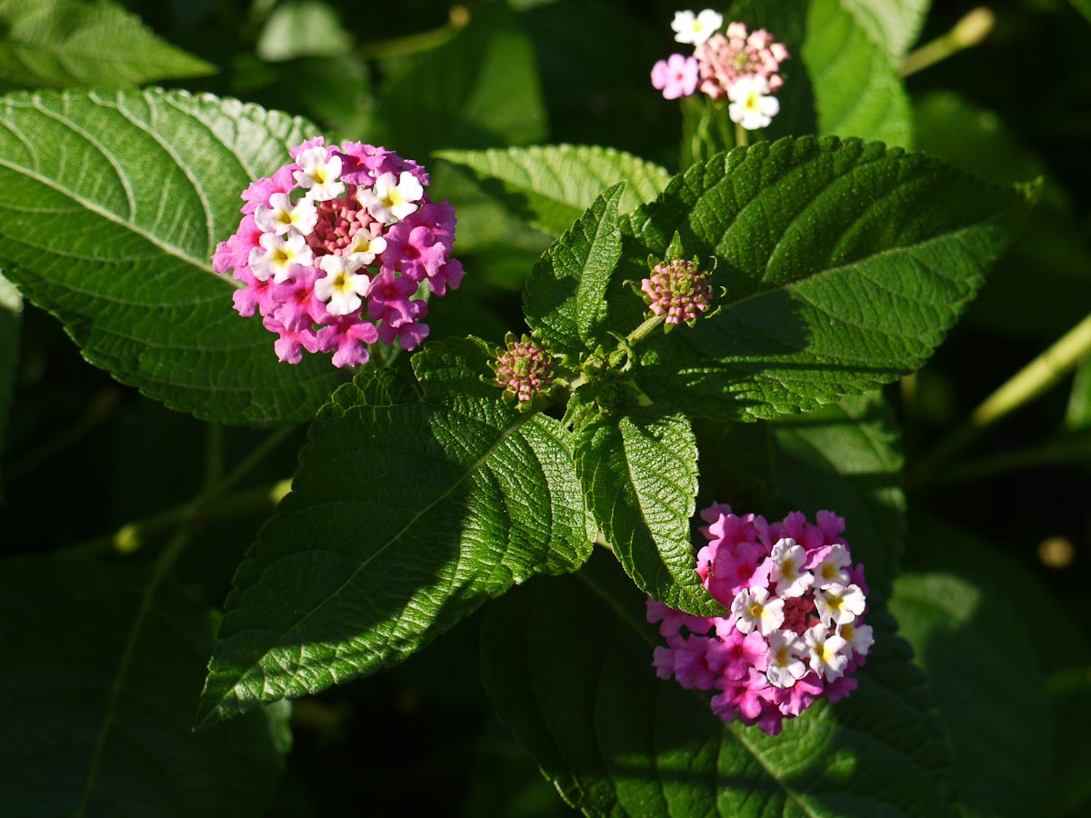 20100906-p1080010