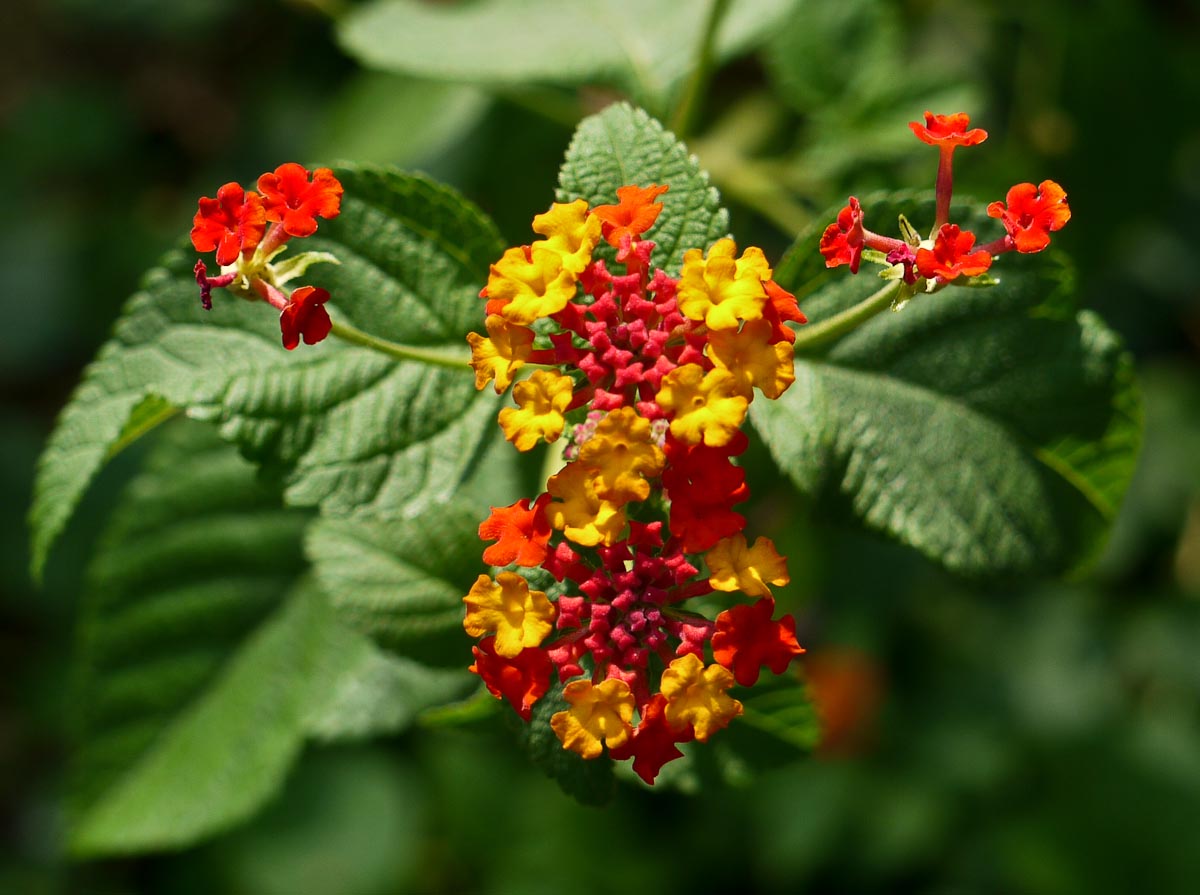 20100906-p1080040