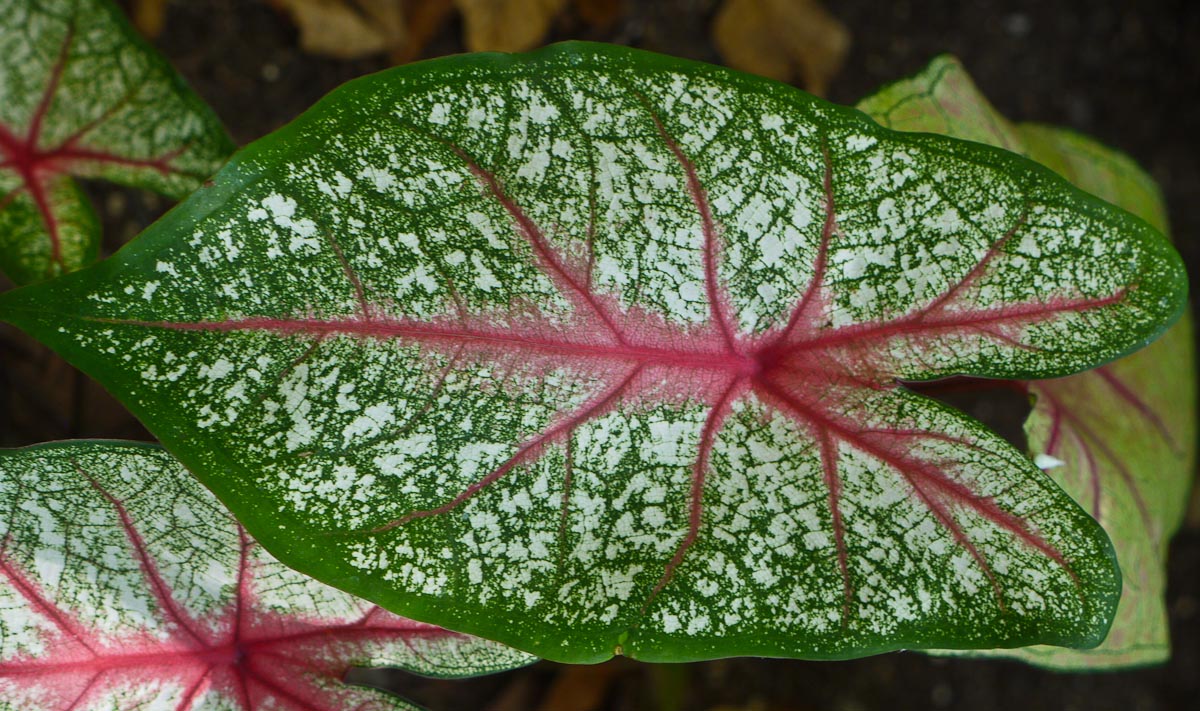 20100906-p1080051