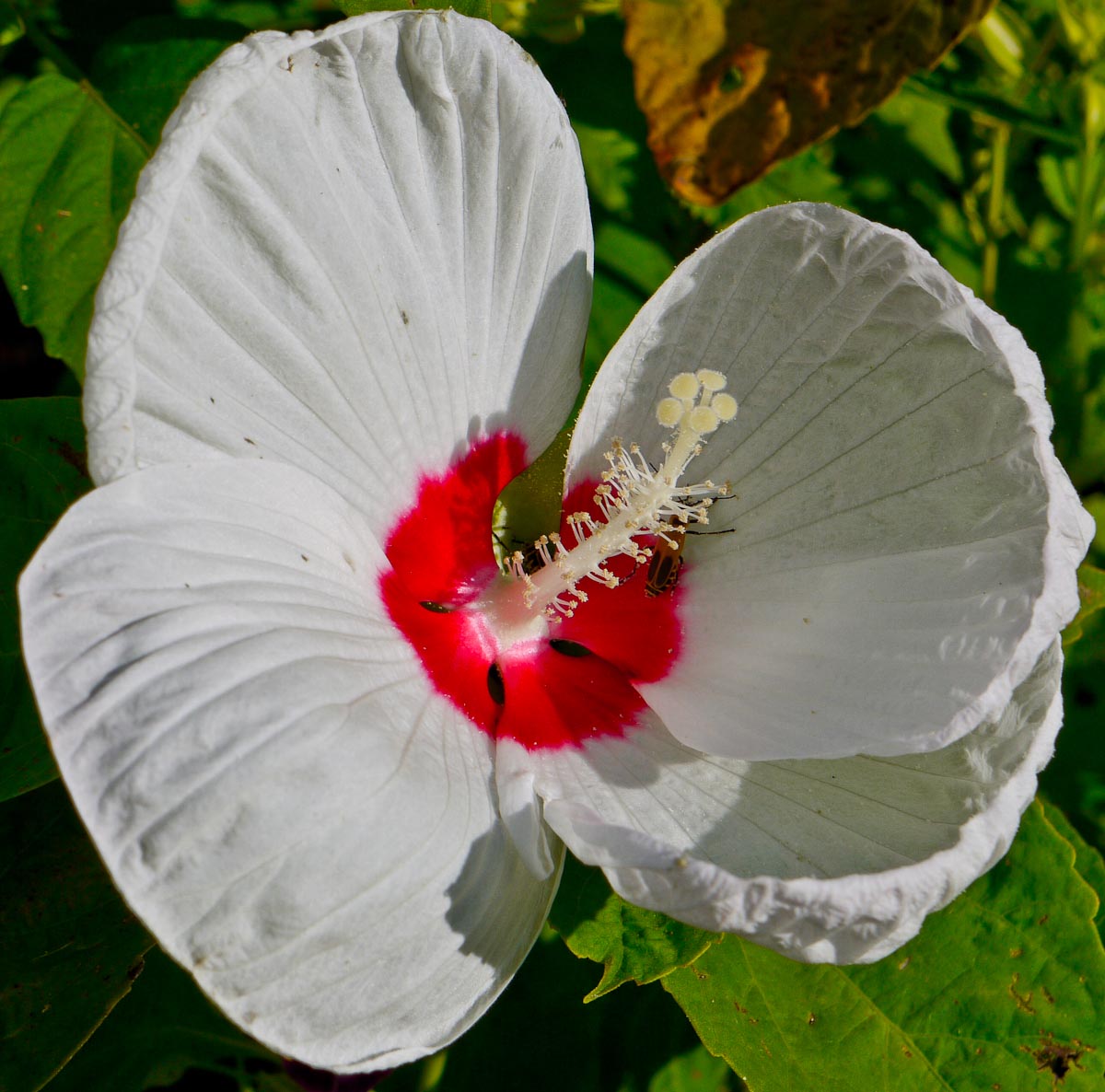 20100906-p1080056