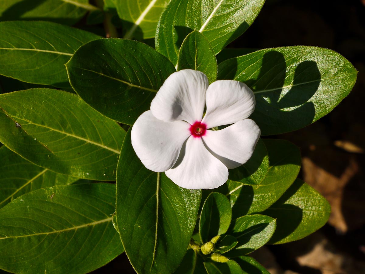 20100906-p1080098