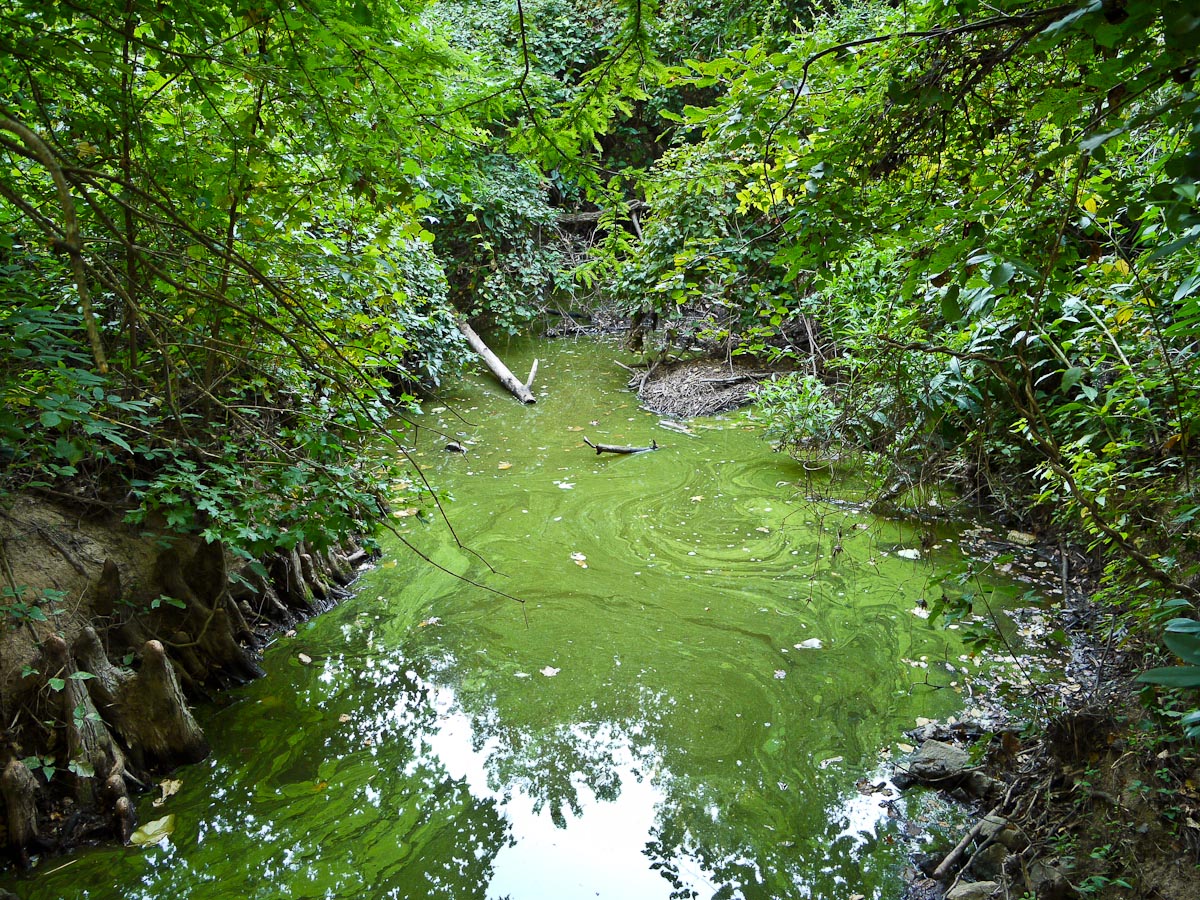 20100906-p1080113