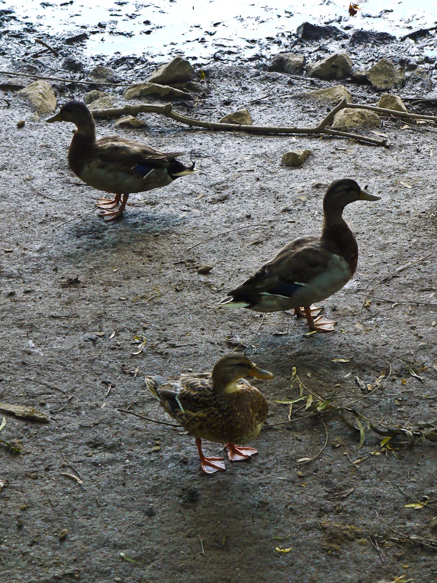 20100906-p1080122