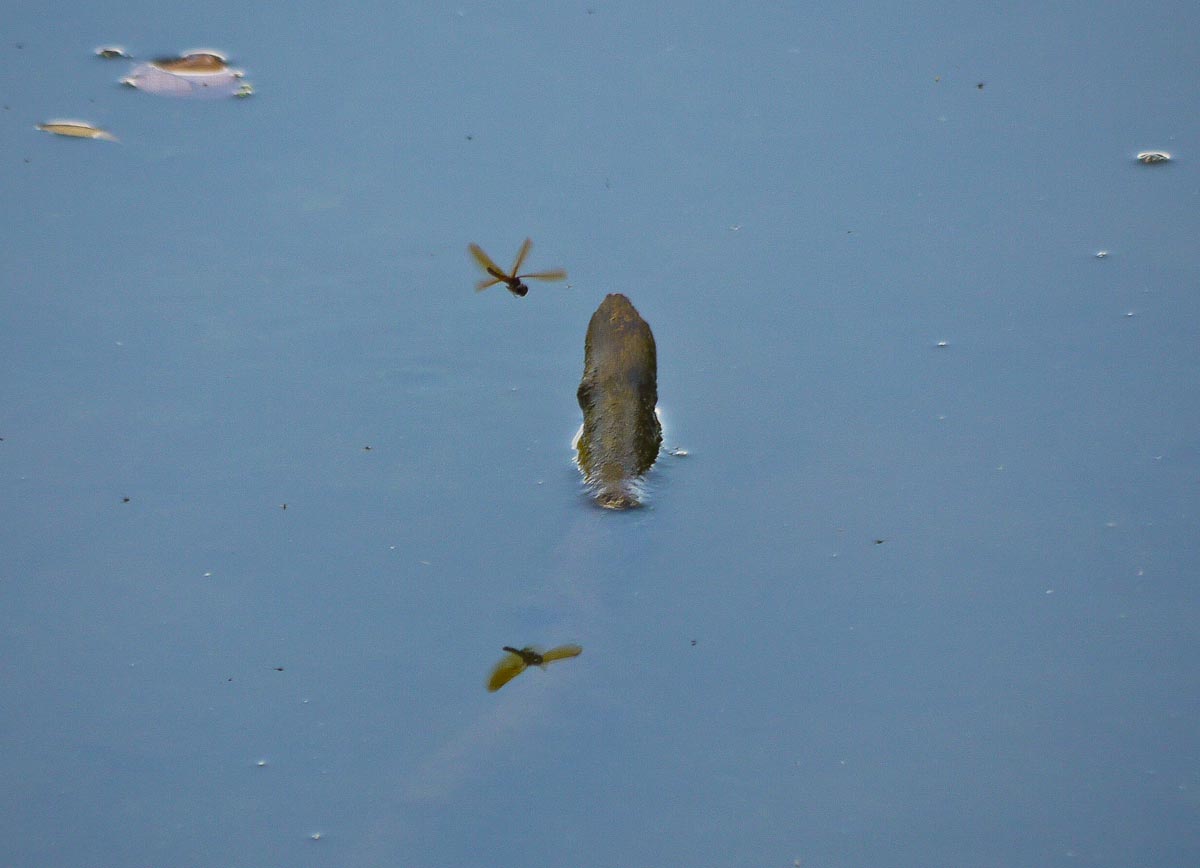 20100906-p1080237