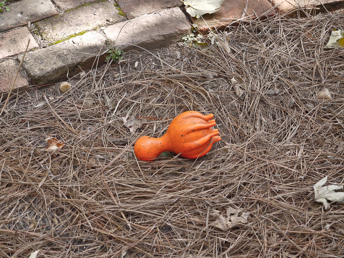 20101006-p1090132