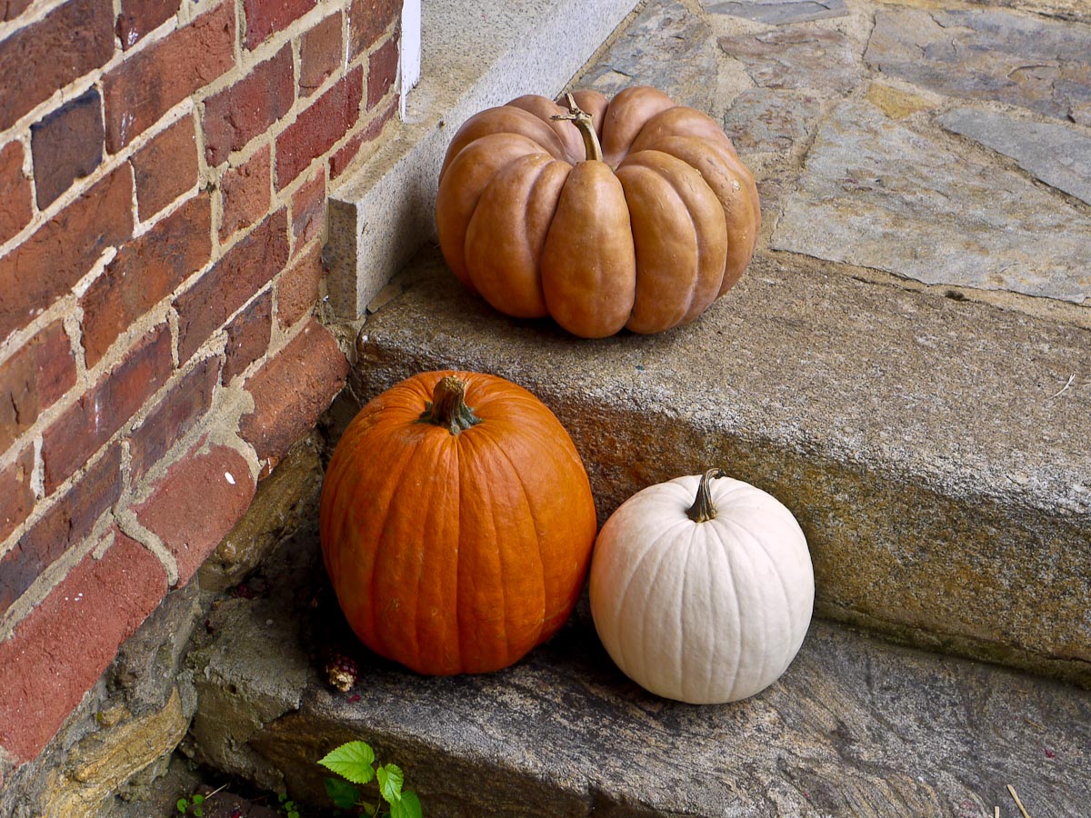 20101006-p1090155