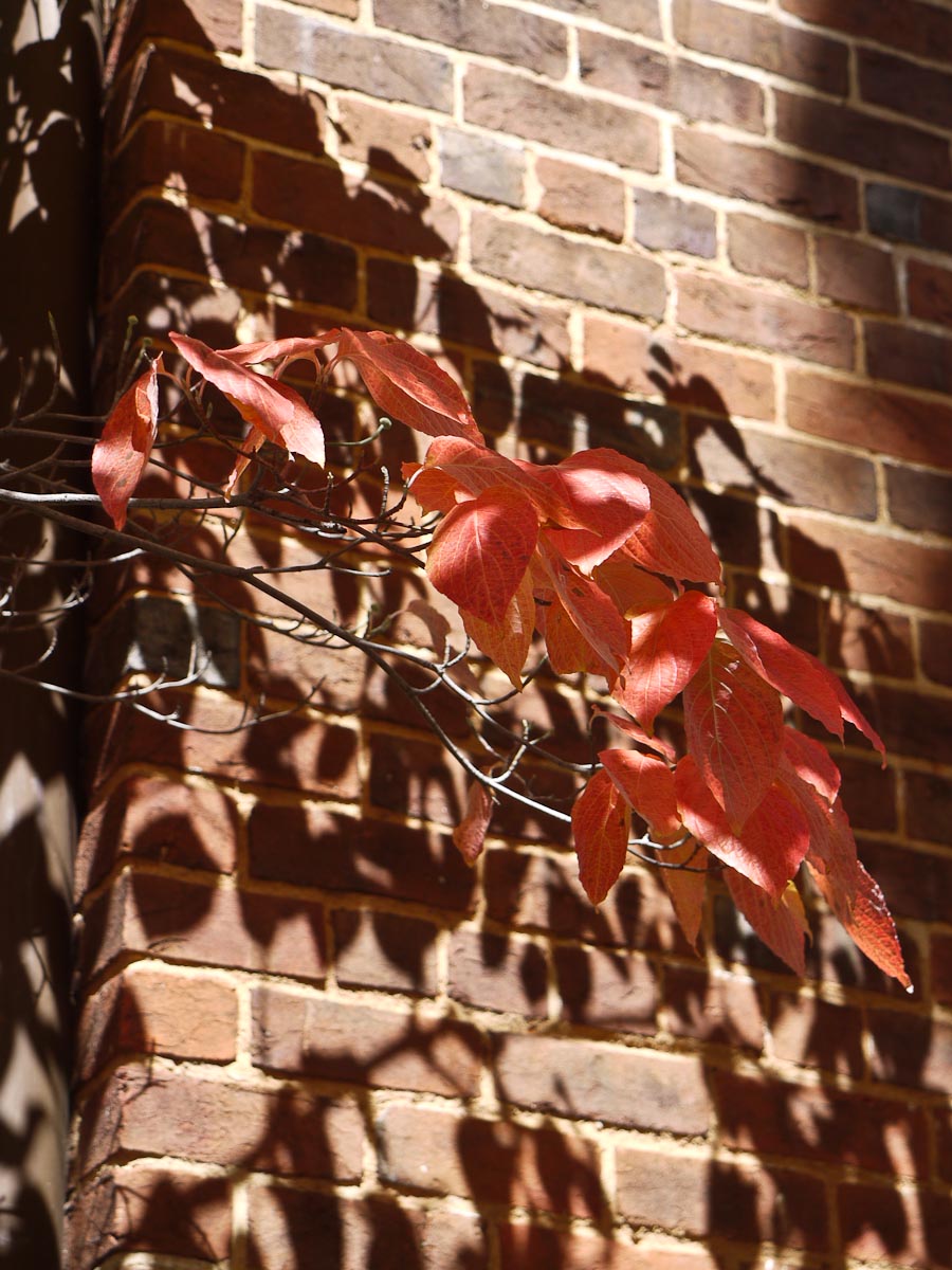 20101006-p1090307