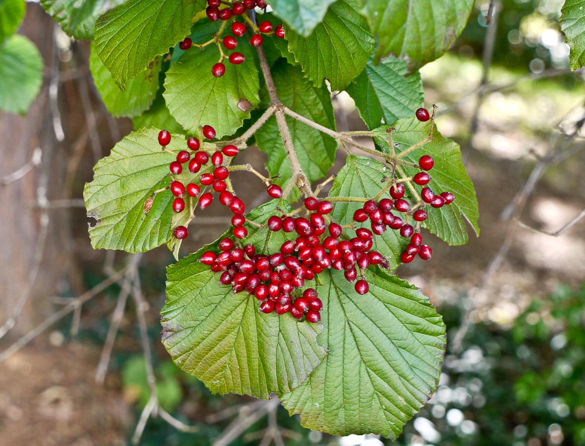 20101006-p1090333