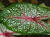 20100906-p1080051