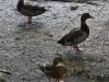 20100906-p1080122